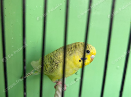Baby Budgies