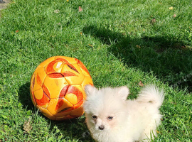 Teacup pomchi/ and chihuahua