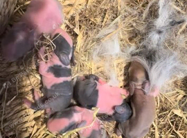 Gorgeous Mini mixed breed kits