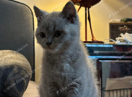 British Shorthair Kitten
