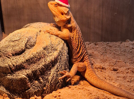 13 month old beardie