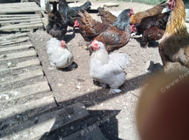 Chickens for sale