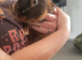 Buck looking for new home