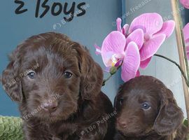 Doxiepoo for sale