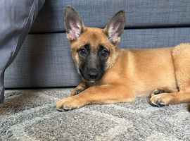Belgian malinois