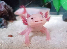 Breeding Pair Of Pink Axolotls
