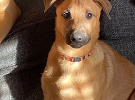 First & Only Litter &ndash; Belgian Malinois x Black Mouth Cur Puppies