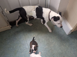 Staffy cross