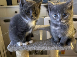 3 beautiful grey girls