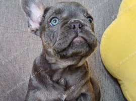Ready now! Loving quality frenchie pups