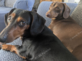 Dachshund