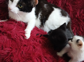 Kittens