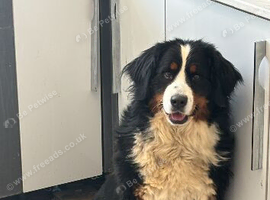 X4 adult Bernese mountain dogs for sale