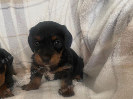 Longhair dachshund