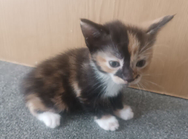 Kittens For Sale