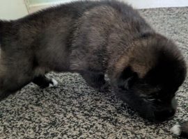 Beautiful Akita x German Shepherd Puppies &ndash; 2 Girls &bull; 1 Black Boy