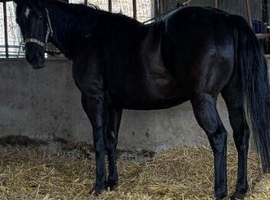 Broodmare potential or companion black small but deep tb mare