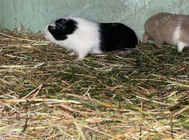 Boars and sows for sale