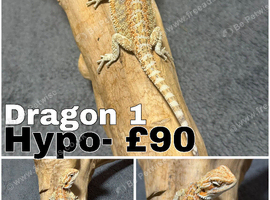 Stunning Bearded Dragons Ready Now