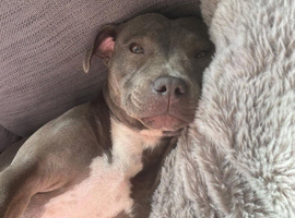 12 months Old Staffy Girl
