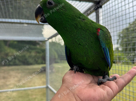 16 week old hand reared Eclectus