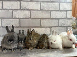 Netherland Dwarf Baby Bunnies