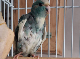 Blue and Cream Kakariki