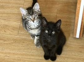 Kittens for sale