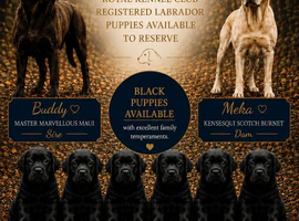 Kennel club registered black Labrador puppies