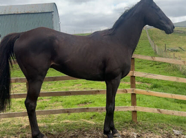 Fostered Phil