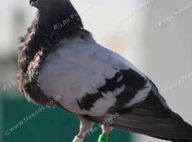 Spanish putter pigeon for sale