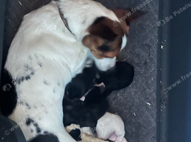 Stunning jackrussel puppies