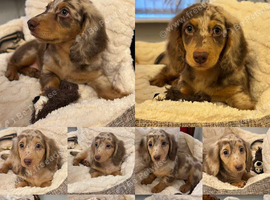 Dachshund miniature long haired