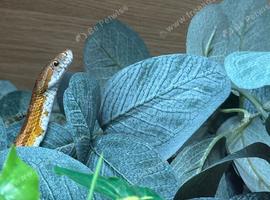 Corn snake for sale