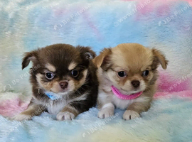 Stunning Russian/Thai long coat puppies