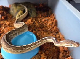 4 Royal pythons available CB25