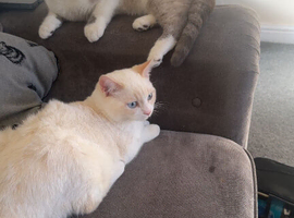 2 males for sale