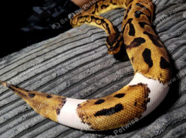 CB22 Female pied ball python
