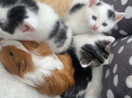 Kittens for sale