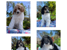 Standard Poodle