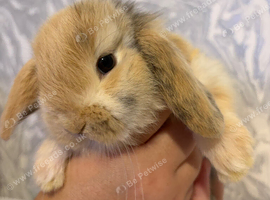 MINI LOPS