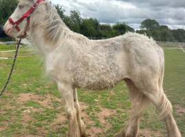 9mth gelding to make 14-14.2