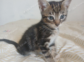 Tuxedo/Tabby kittens
