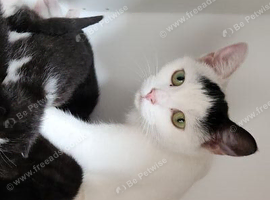 Gorgeous Fluffy Black & White Kittens