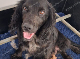 *Last girl KC Registered working cocker spaniel puppies