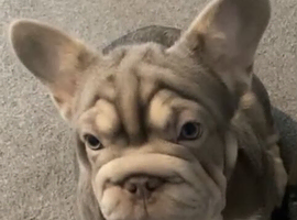 Female Frenchie