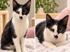 Rescue looking for forever home