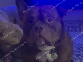 Micro bully male for rehome