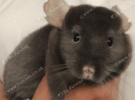 Chinchilla  Brown Baby Boy  4 Months old for sale now. in Feltham TW13