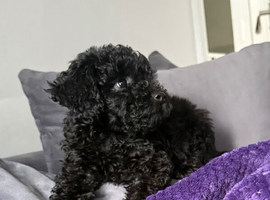 Kc reg black female puppy